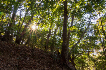 緑の森とまぶしい朝の太陽
