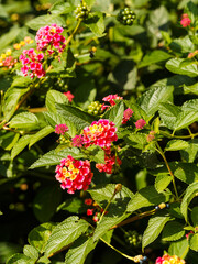 Lantana camara | Common lantana or big-sage. Ornamental bushy shrub with clusters of tubular flowers with myriad of bright coloured petals at the top of stems