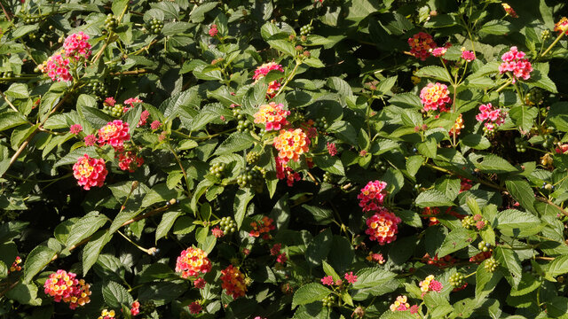 Lantana camara | Common lantana. Bushy shrub with a myriad small colorfull flowers between dark green, toothed and slightly embossed leaves on erect and thorny stems
