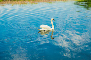 Łabędź pływający w stawie © Studio Migafka