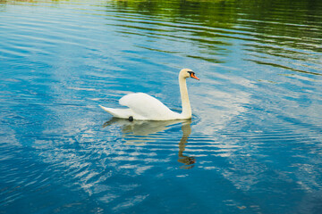 Łabędź pływający w stawie © Studio Migafka