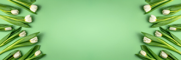 White tulips on green background banner. Natural fresh flowers with green leaves. Spring sale mockup. Beautiful holiday composition. Floral seasonal flat lay. Top view, copy space.