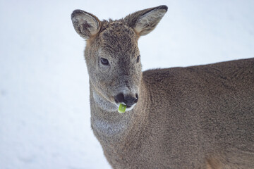 Young buck Roe deer- The roe deer (Capreolus capreolus), also known as the roe, western roe deer, or European roe, is a species of deer. ,Helgeland,Northern Norway,scandinavia,Europe