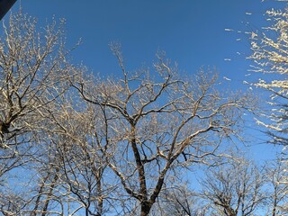 雪が積もった樹木 13