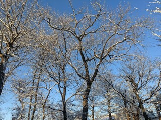 雪が積もった樹木 12
