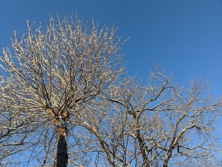 雪が積もった樹木 11