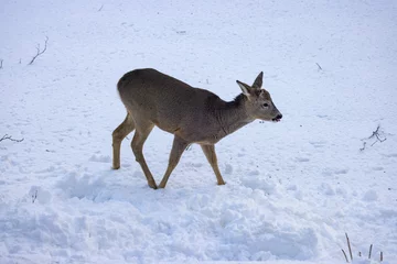 Foto auf Leinwand Young buck Roe deer- The roe deer (Capreolus capreolus), also known as the roe, western roe deer, or European roe, is a species of deer. ,Helgeland,Northern Norway,scandinavia,Europe © Gunnar E Nilsen