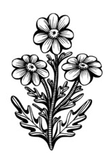 Black and white doodle daisies. Hand drawn by liner and marker. Illustration isolated on white background. Graphic garden flower chamomile. Element for design.