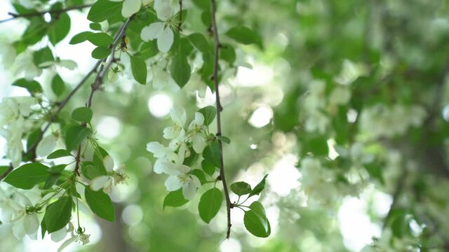 Close-up of an apple tree branch. A branch of a blooming apple tree with white petals in the wind. High quality 4k footage