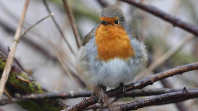 robin on a branch