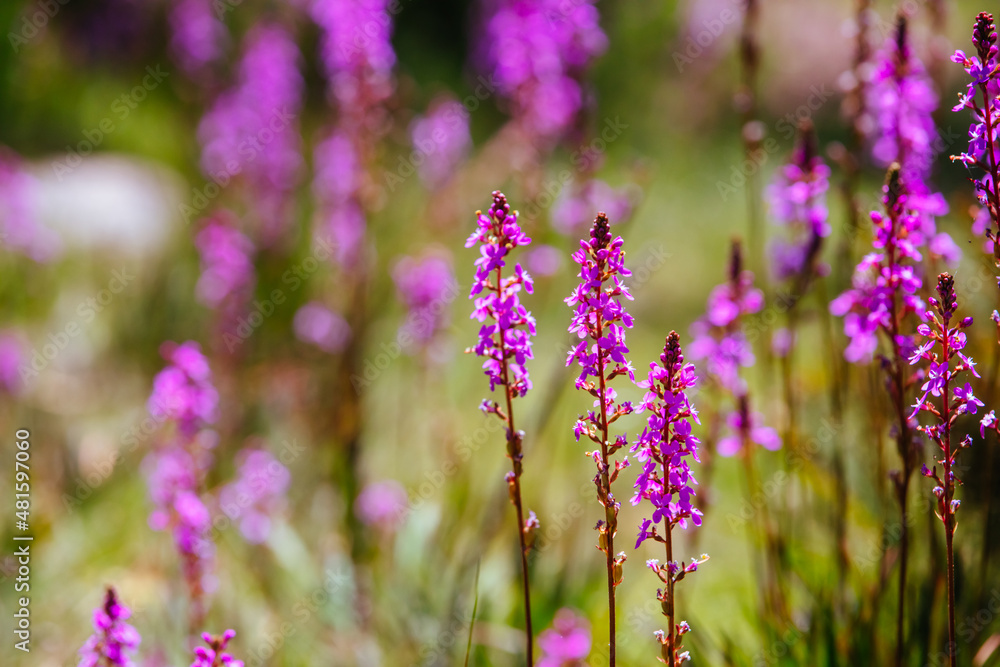 Sticker Mount Buller Flora in Summer in Australia