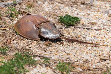 horseshoe crab (Xiphosura) 