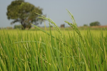 Wide plain with green rice fields and tree (horizontal image), Phatum Thani, Thailand