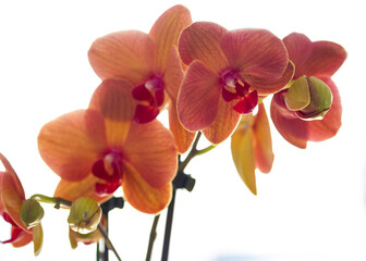 Fototapeta na wymiar Orquídea