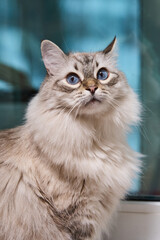 fluffy gray cat with blue on the background of the window
