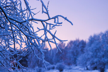 Snowy tree in sunset