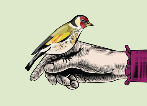 The goldfinch. A woman's hand, on which a goldfinch is sitting. Antique engraving, stylized drawing. Vector illustration.