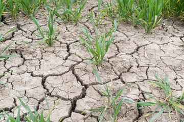 Dry cracked earth in a farm field of crops, UK