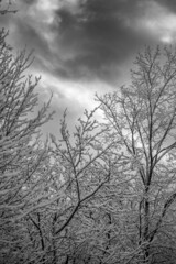 tree in the snow