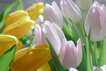 Yellow and pink tulips. Delicate tulips with green leaves. Fresh spring flowers