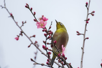 紅梅とメジロ。東京赤坂にある東京ミッドタウンでの光景