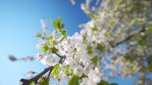 White cherry blossoms on a branch in beautiful bright sunlight with clear blue sky in the background, the camera moving forward
