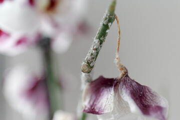 The mealybug that struck the phalaenopsis orchid. Dry dead purple flower. Insects, pests of indoor plants, death of orchids