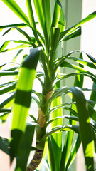 planta