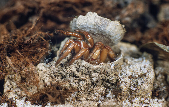 Trapdoor Spider