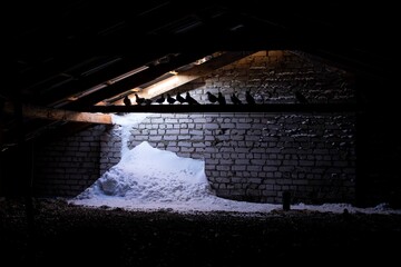 pigeons on a truss in the attic of a building, flying in through a hole in the roof, where a...