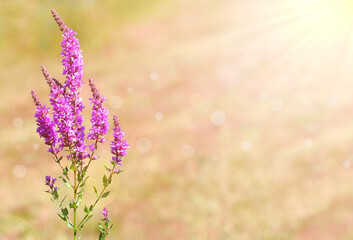 Purple loosestrife flower under summer bright light, 