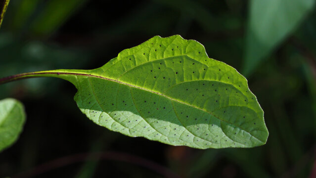 Apple-of-Peru ( Nicandra physalodes ) plant with isolated green leaf and black background