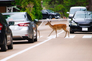 横断歩道を渡るマナーの良い鹿／奈良公園