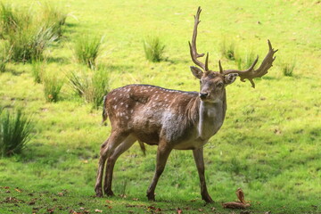 Naklejka na ściany i meble European fallow deer (Dama dama) the male stands in the meadow and grazes