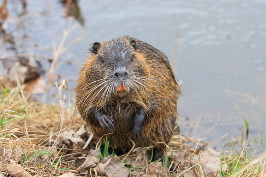 nutria (Myocastor coypus) sitting on the shore just off the water