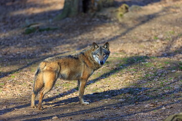 female Eurasian wolf (Canis lupus lupus) looks around cautiously
