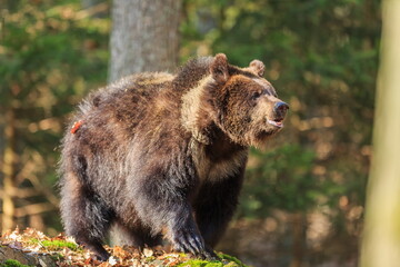 male brown bear (Ursus arctos) the cub struts through the forest