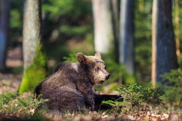 male brown bear (Ursus arctos) a cub peeing on the ground in the forest