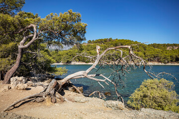 Fototapeta premium Ruins of the aqueduct of the ancient ancient city of Phaselis illuminated by the bright sun in Pine forest, woods in sunny weather in Turkey, Antalya, Kemer. Turkey national nature landmarks.