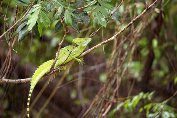 A large male Plumed Basilisk, Basiliscus plumifrons, sits on a branch above the water. Costa Rica