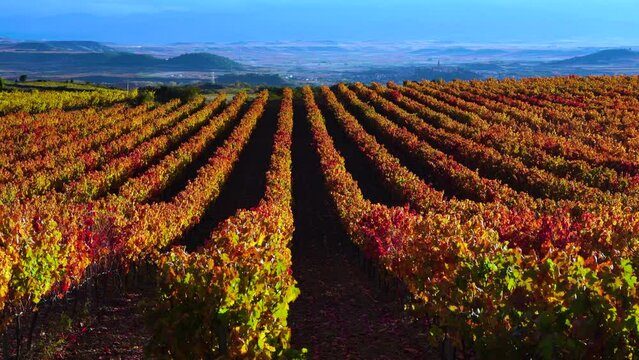 Autumn landscape of vineyards, La Rioja, Spain, Europe