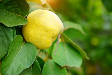 Quince fruits grow on tree with green foliage in autumn garden. Close up. Selective focus