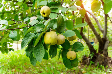 Quince are ready to harvest on the quince tree. Organic and healthy selective focus