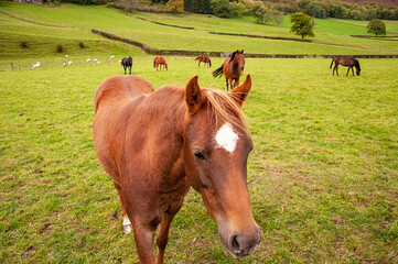 Fototapeta na wymiar Horses in the hills.