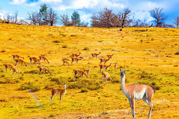 Naklejka premium Guanaco herds graze