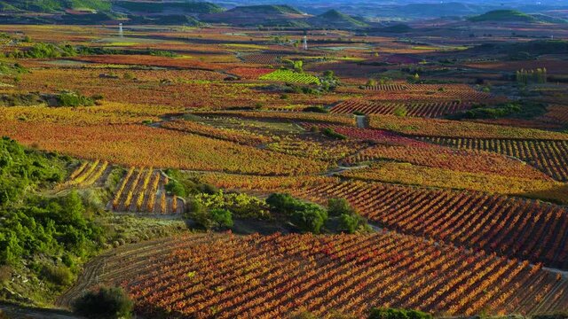 Autumn landscape of vineyards, La Rioja, Spain, Europe