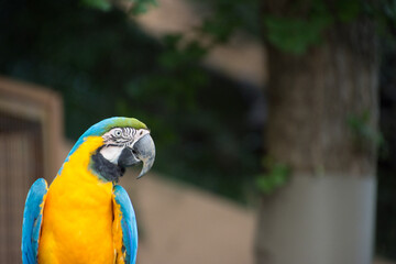ルリコンゴウインコ