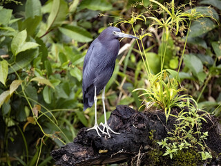 Little blue heron, Egretta caerulea, stands on the shore and lurks for food .Costa Rica