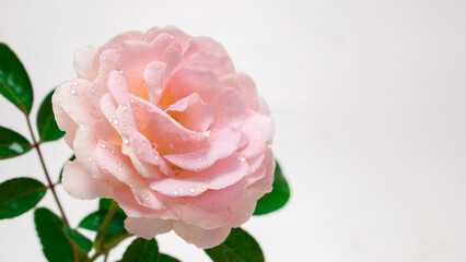 Beautiful flower (pink rose) with selected focus. floral isolated on white background. concept, love wedding,14 February, wedding anniversary, Valentine's Day, wallpaper,marriage