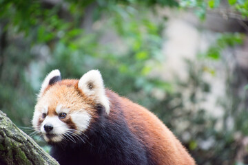 レッサーパンダ